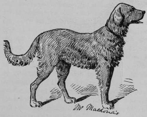Newfoundland Dog 7