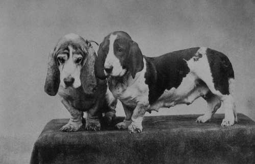 A Brace of Typical Smooth coated Basset hounds (Property of Mrs Lubbock, Farnborough).