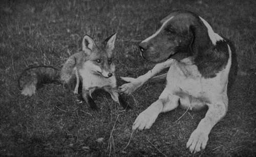 Enemies at PeaceFoxhound Nameless and Tame Dog Fox (Property of Mr Walter Winans).