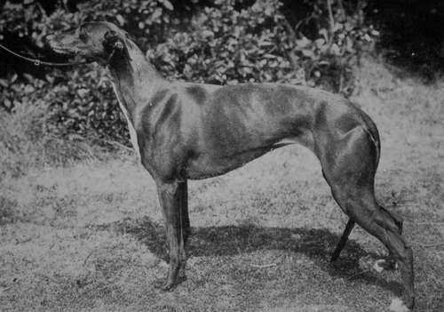 Greyhound, Sussex Belle (Property of Mrs Dewe).
