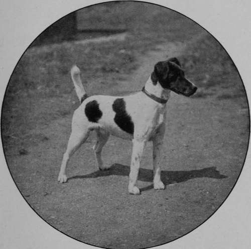 Smooth Fox Terrier Dog, Darley Dale (Property of Mr Redmond).