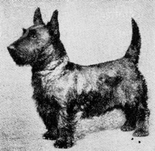 The Scottish Terrier 67