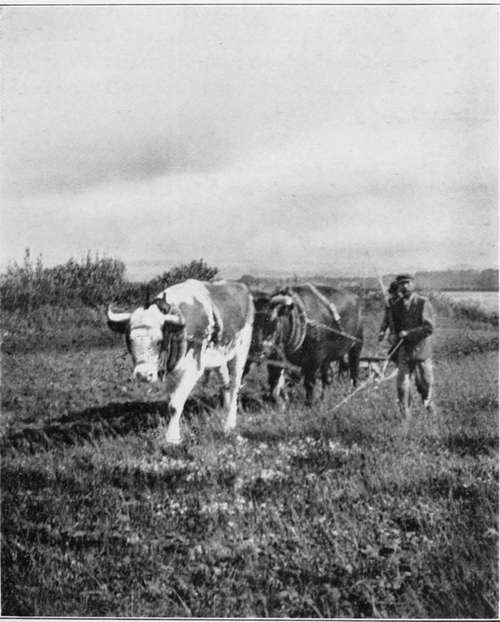 Ploughing In Dorset