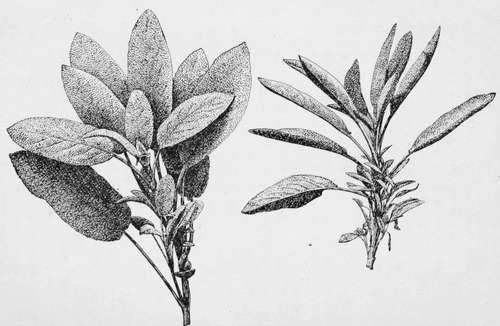 Holt's Mammoth and Common Sage About Half Natural Size