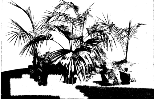 Palms And Ferns