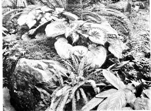 Rex Begonias And Ferns