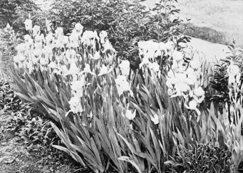 German Iris in a Public Garden.