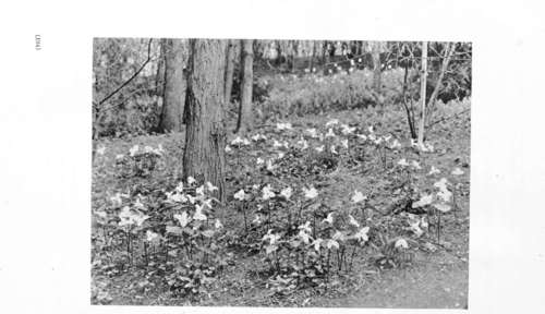 Springtime in the Woods   Trilliums.