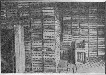 onions stored in crates.