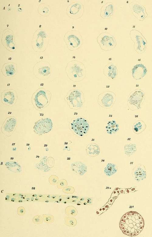 Ordinary Tertian Parasites Stained By Mannaberg's Method
