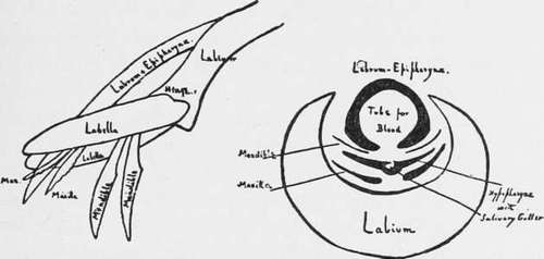 The Proboscis Showing Labium And Stilets