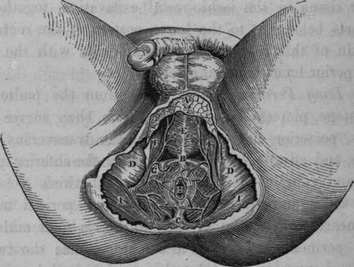 Ano perineal Region in the Male.
