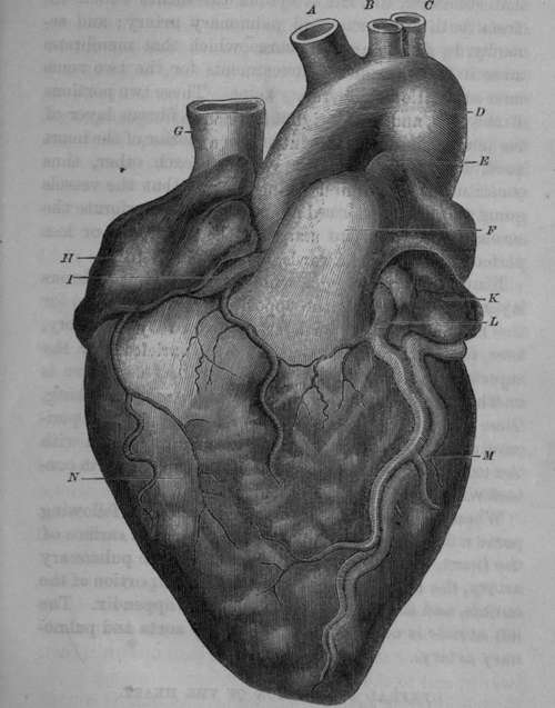 Anterior View of the Heart.