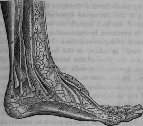 Arteries of the Internal part of the Foot