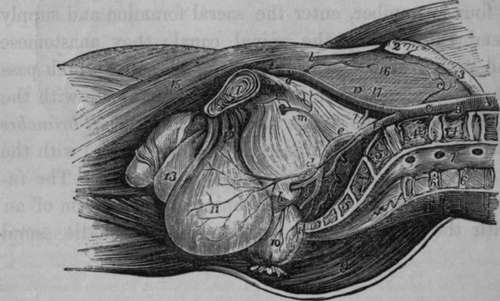 Arteries of the Pelvis, Male