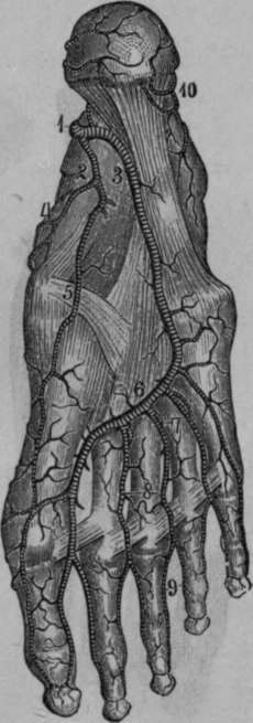 Arteries of the Sole of the Foot.