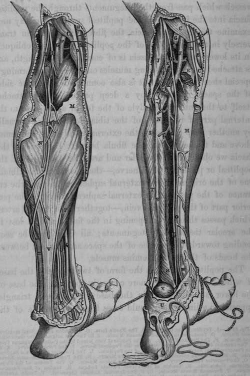 Popliteal Space and posterior part of Leg