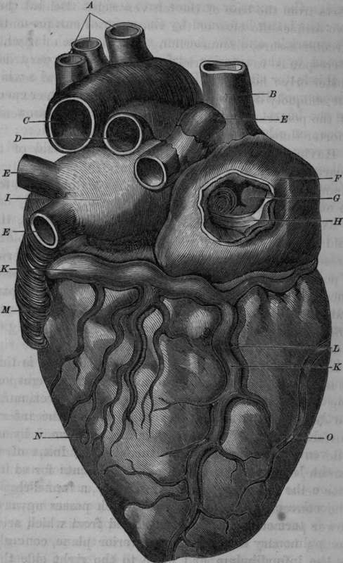 Posterior View of the Heart.