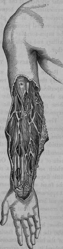 Surgical Anatomy of the Fore arm.