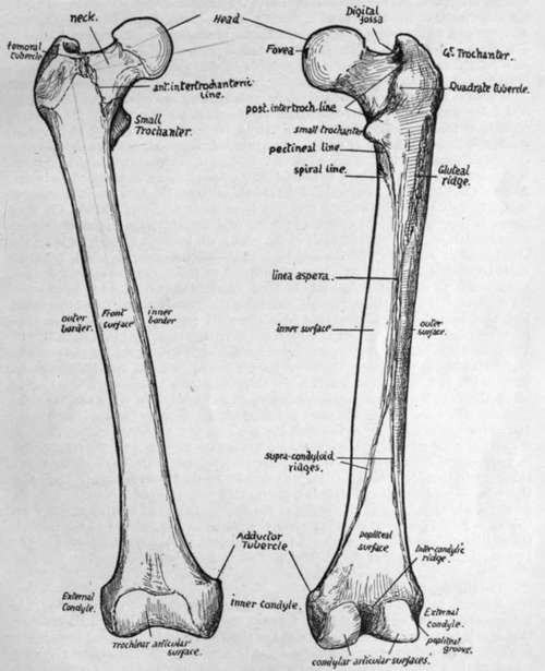 Anterior an j posterior views of right femur