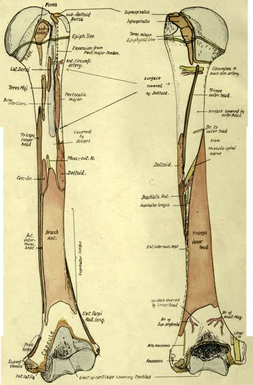humerus bone anatomy. views of left humerus