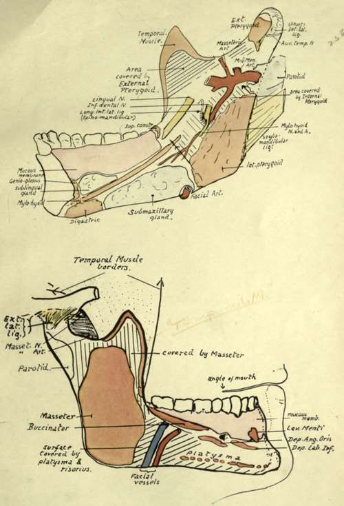 Attachments and relations of mandible