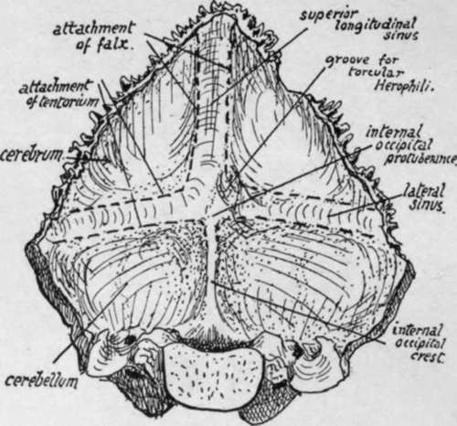 Cerebral aspect of occipital bone