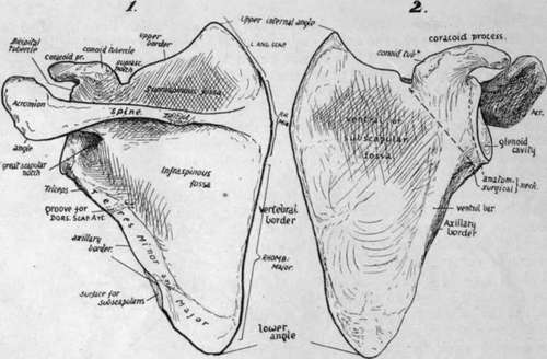 Dorsal-and-ventral-views-of-left-scapula.jpg
