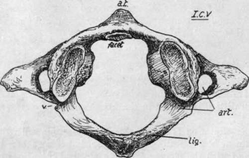 First cervical vertebra