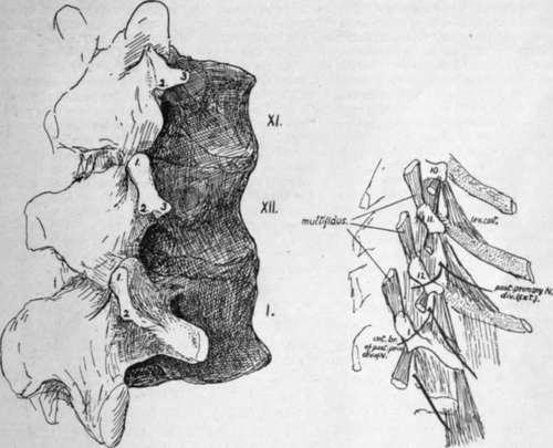 First lumbar and last two dorsal vertebra