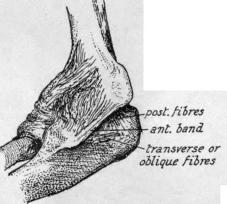 Inner aspect of elbow joint