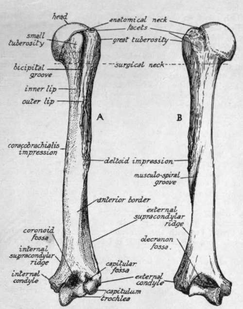 humerus bone anatomy. Left humerus.
