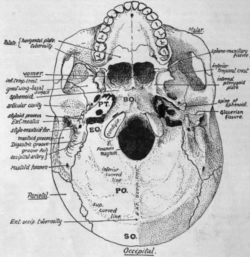 Lower aspect of base of skull