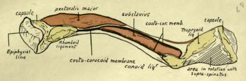 Parts Of Clavicle