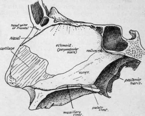 Nasal septum seen from the left side