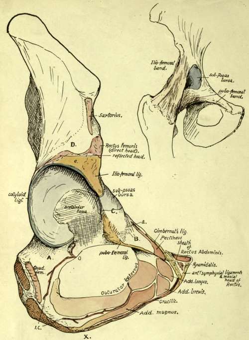 Outer view of the acetabular and ischio pubic regions