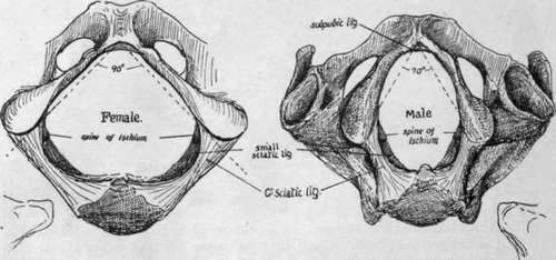 Outlet of pelvis