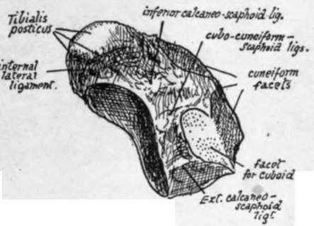 Scaphoid Anatomy