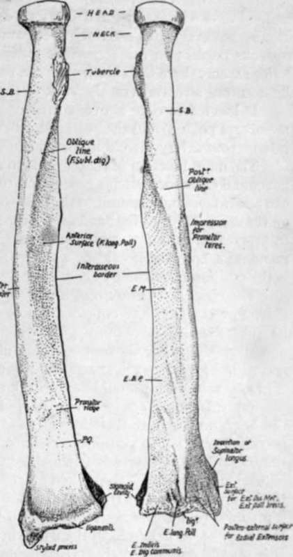 Ulna Radius Anatomy