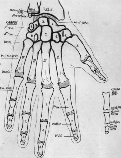 Semi schematic outlines of bones of hand from the front