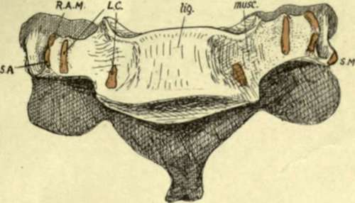 Sixth cervical vertebra
