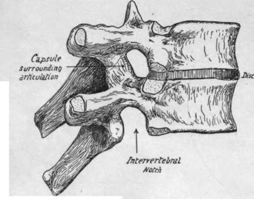 Two dorsal vertebra