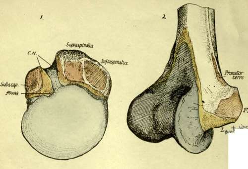 Humerus Bone Anatomy. Upper end of right humerus