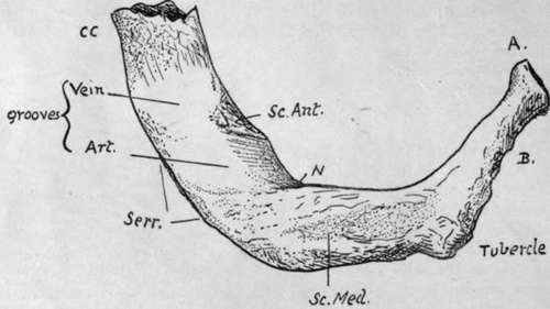 Upper surface of left first rib