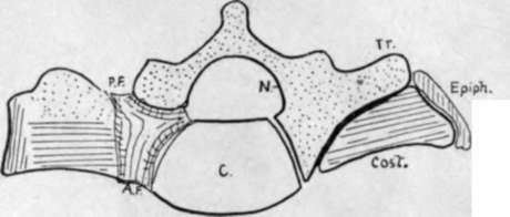 lateral piece of the sacrum