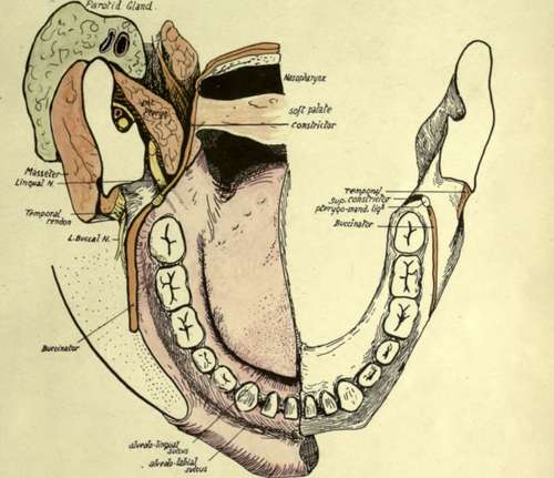mucous membrane and the wall of the pharynx
