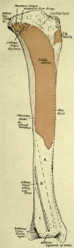 outer surface of the right tibia