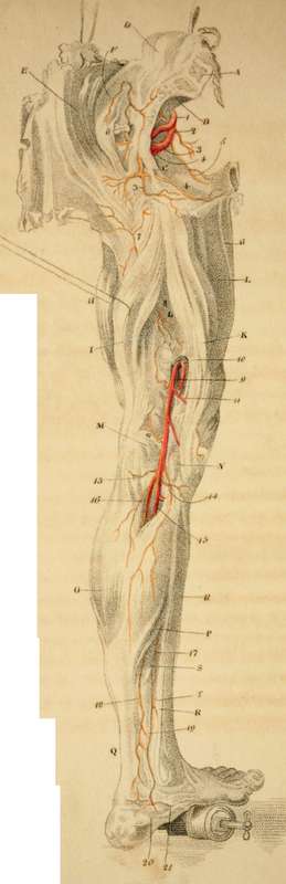 Arteries Of The Lower Extremity. Posterior