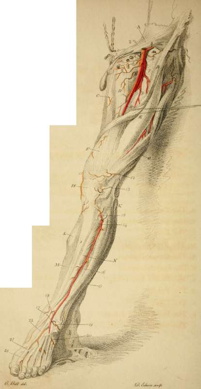 Arteries Of The Lower Extremity