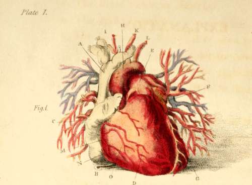 Fore View Of The Heart